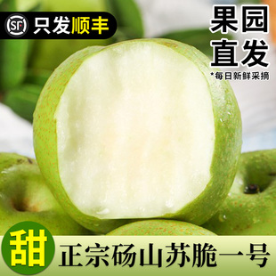 顺丰砀山2026新梨青皮现摘酥梨新鲜梨子苹果梨水果整箱苏脆梨雪梨