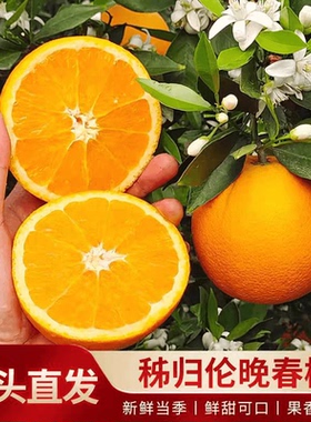 正宗伦晚脐橙子新鲜水果当季手剥橙秭归脐橙应季橙子甜橙整箱包邮
