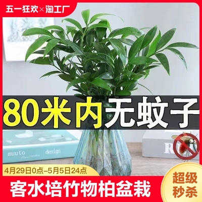 客水培驱蚊竹物柏防植物盆栽绿植室内花卉厅蚊植好养四季常青蚊子