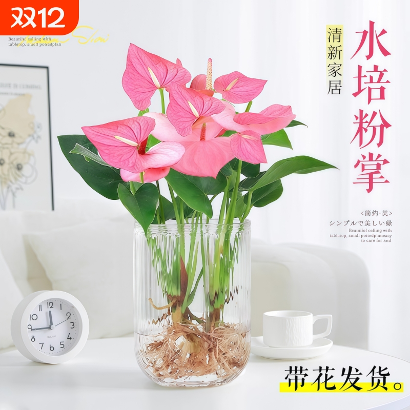 水培植物粉掌盆栽花卉室内好养