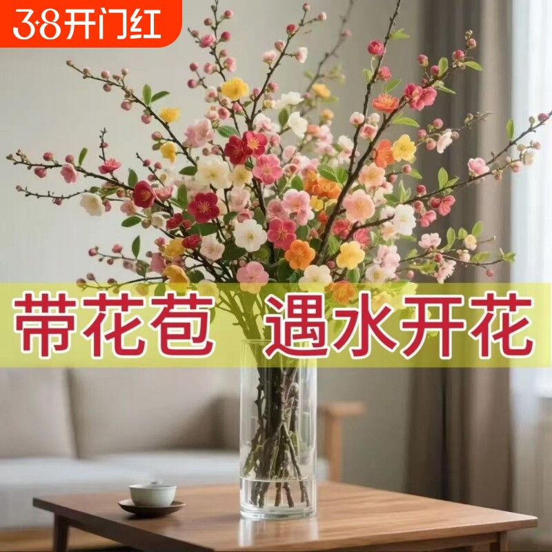 【耐寒爆款】春节开花鲜切梅花鲜枝室内水培干枝腊梅年宵花卉绿植