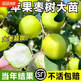 枣树活苗大枣超甜带土球特大号北方南方耐寒嫁接苹果果树种植果苗