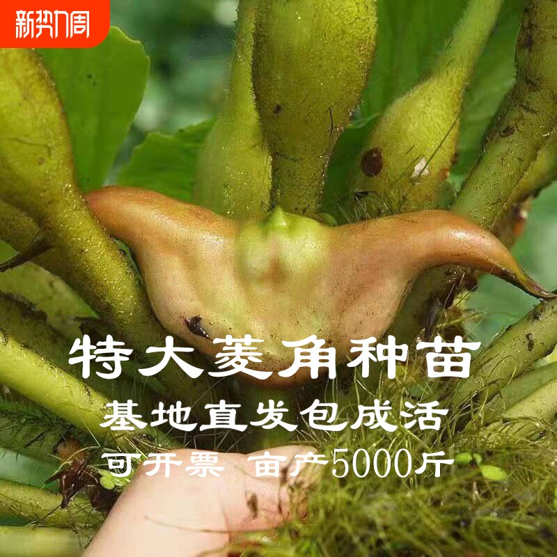 老菱角种子苗池塘水生植物菱角苗种植青菱角种子四季蔬菜红菱角苗