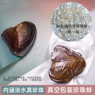 诸暨淡水迷你珍珠蚌一蚌一珠爱迪生河蚌自己动手开蚌取珍珠diy