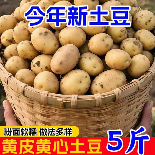 正宗恩施小土豆新鲜黄心