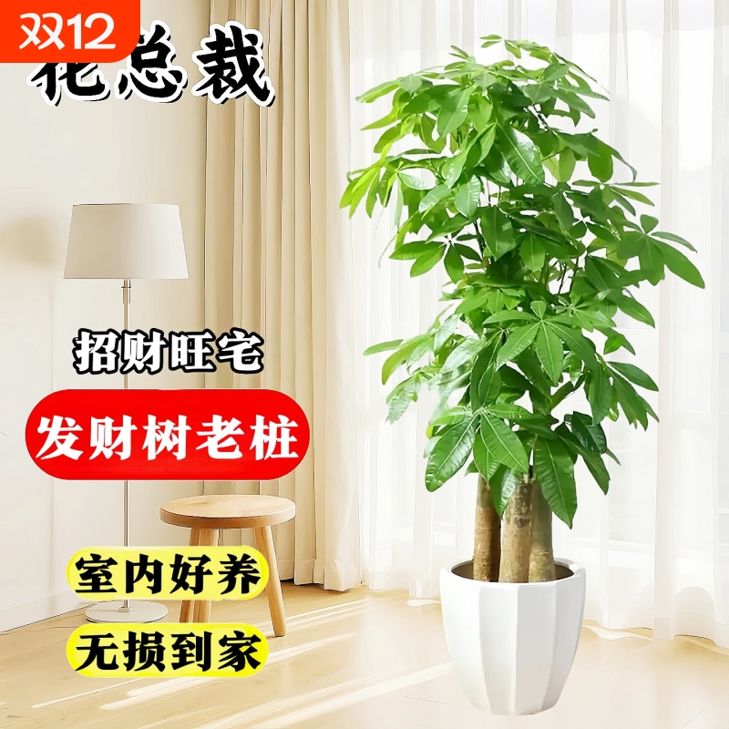 发财树客厅盆栽大旺宅摆件