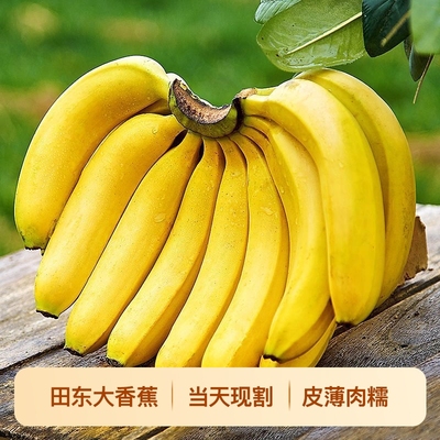 广西大香蕉需鲜果香蕉5斤新鲜水果包邮蔬菜沙拉配料青皮客服助农