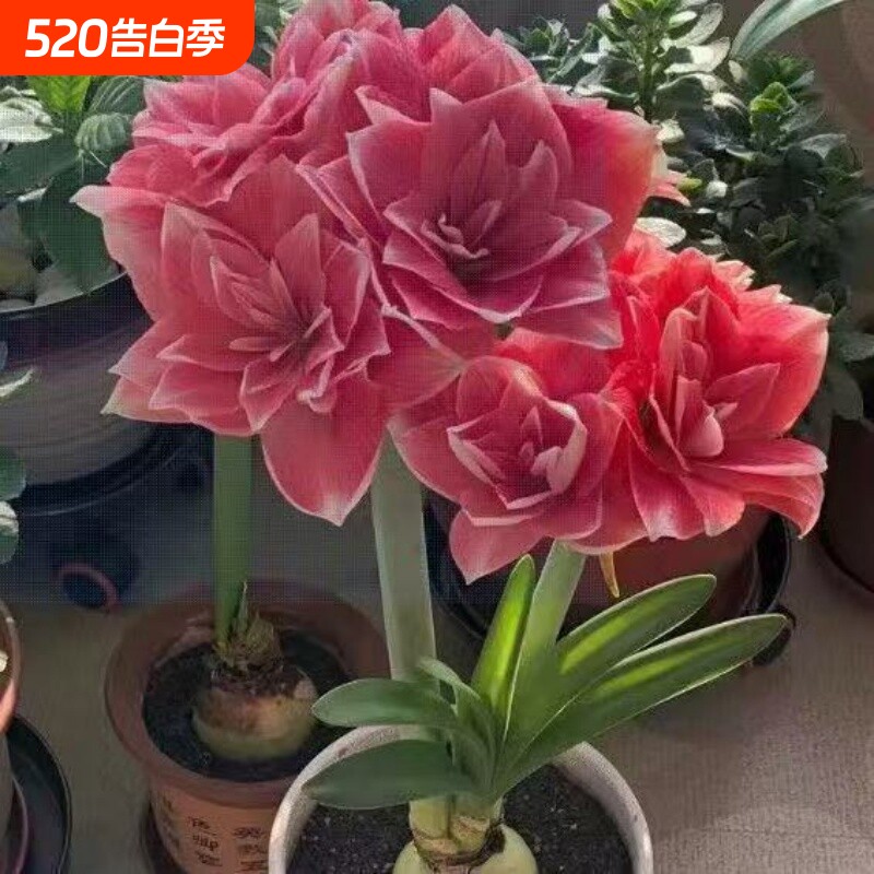 朱顶红新鲜种球花球室内外盆栽球根花卉四季开花阳台种苗耐热