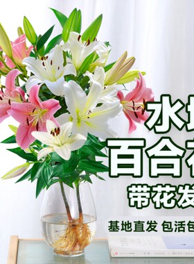 香水百合带花苞盆栽|千人加购