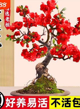 垂丝海棠花盆栽四季开花卉植物室内带花苞重瓣红梅花树苗老桩盆景
