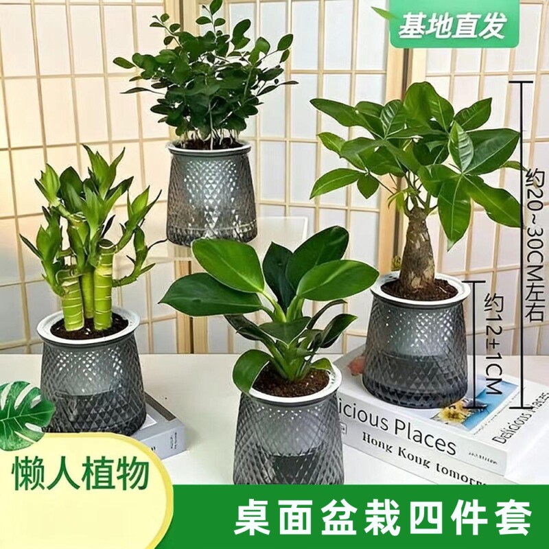 买三送一椰子金钻发财树文竹栀子花绿植盆栽桌面
