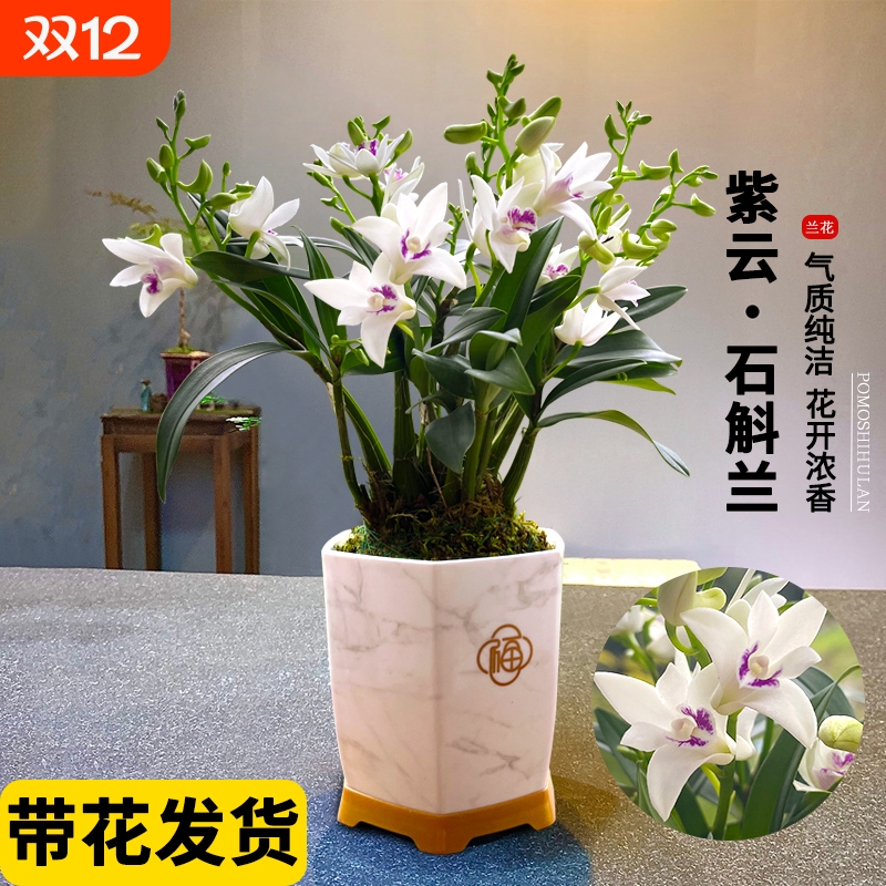 香水石斛兰花苗盆栽带花苞水培绿植花卉香氛室内外好养冬季罕见