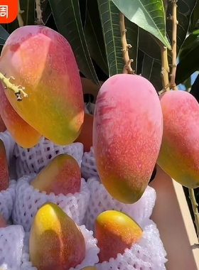 海南贵妃芒当季新鲜水果5斤树上自然熟红金龙果园现摘台芒芒果