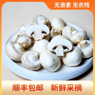 顺丰包邮双孢菇新鲜采摘菌菇口蘑白蘑菇无激素无农残