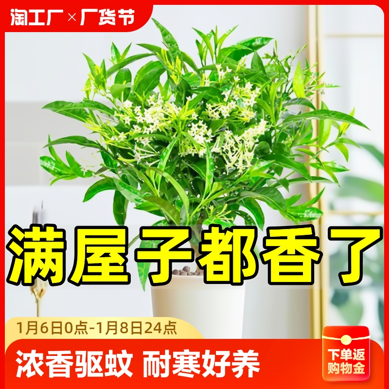 夜来香花树苗盆栽九里香花卉室内驱蚊绿植物鲜花四季开花好养老桩