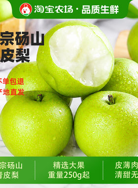 砀山酥梨蜜甜梨子苹果梨新鲜当季孕妇应季水果梨包邮青皮农场单果