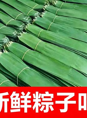包粽子的叶子粽叶新鲜粽子叶现摘大叶家用棕真空包装苇叶野生竹叶