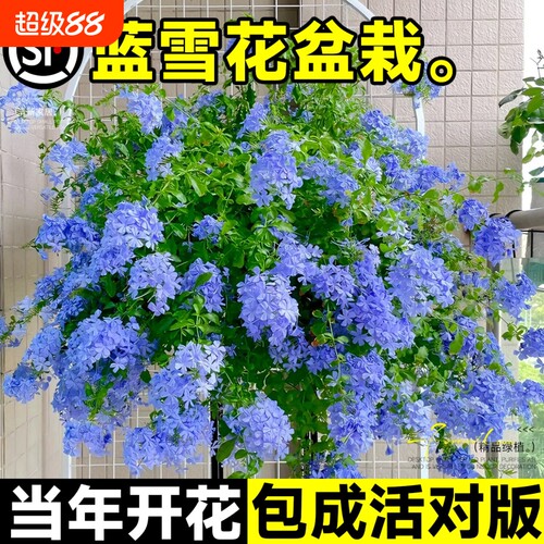 蓝雪花盆栽花卉大苗绿植阳台长好养的鲜花带花庭院花期开花棒棒糖