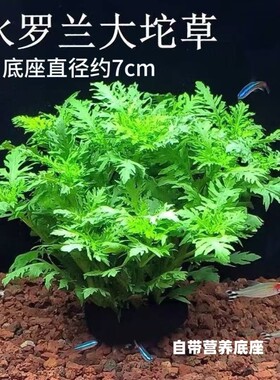 水罗兰坨草鱼缸造景水草绿植阴性后景净水增氧水草新手懒人好养活
