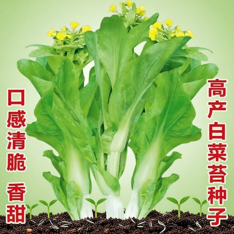 白菜苔种子蔬菜种子青菜香菜生菜菜籽孔雀奶油秋葵西葫芦高产莴笋