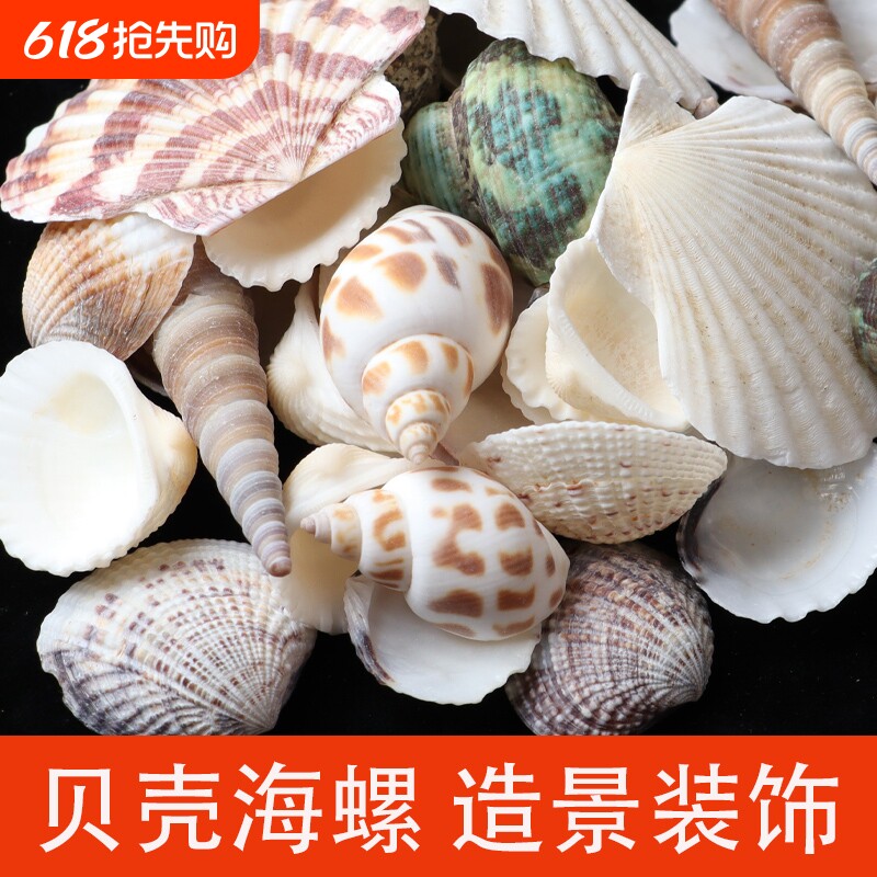 天然贝壳海螺海星水族鱼缸造景装饰品手工diy漂流瓶摆件装饰套餐