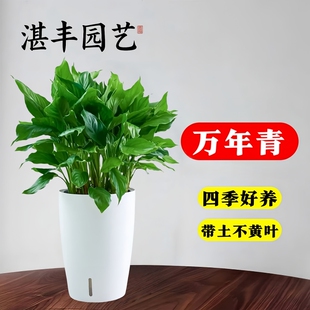 万年青绿植盆栽客厅大盆栽植物四季常青正宗室内好养家养花卉落地