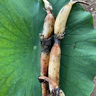 湖北洪湖莲藕小粉藕头3斤小节藕小藕莲藕火锅藕卤藕