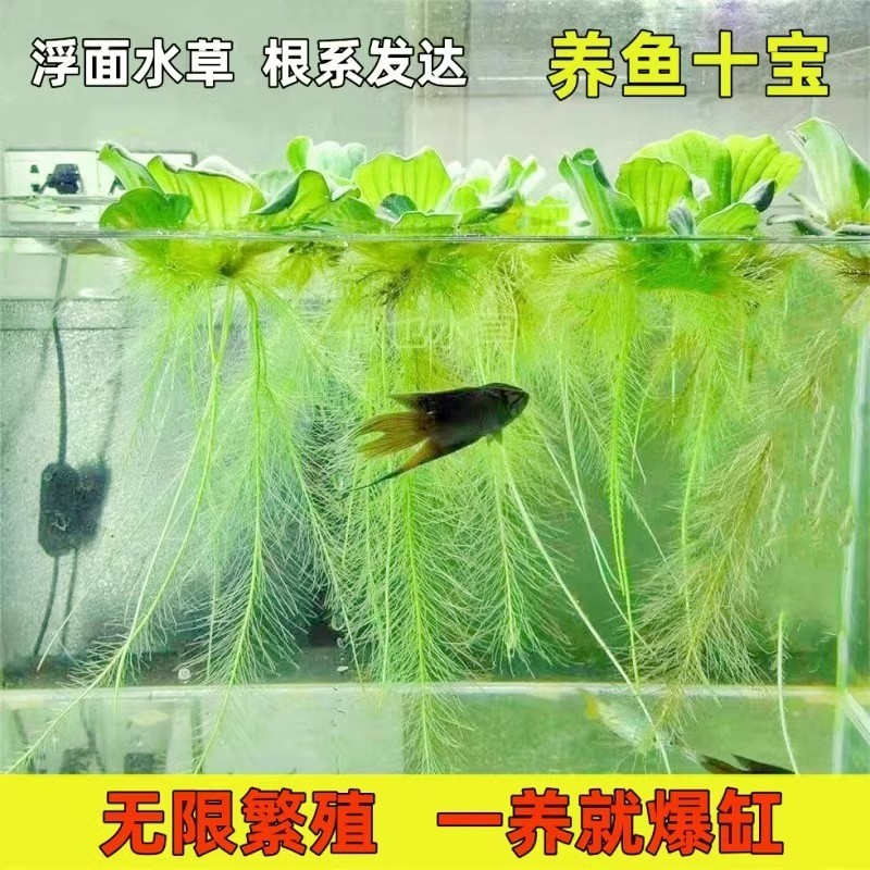 水草植物鱼缸造景专用水培真水草增氧绿植摆件净化水质生态缸淡水