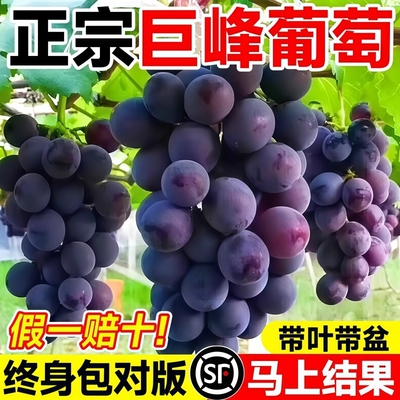 巨峰葡萄树苖阳光玫瑰果树果苗南北方耐寒当年结果无籽葡萄树盆栽