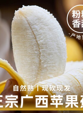 香蕉正宗苹果蕉9斤新鲜水果现摘孕妇小米蕉粉蕉自然成熟香甜不腻