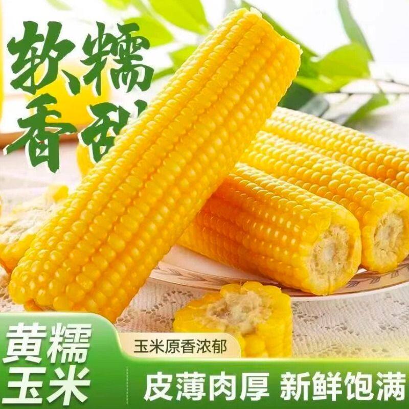 2025年新东北黄糯玉米10根真空包装新鲜现摘香粘粘苞米非即食粗粮