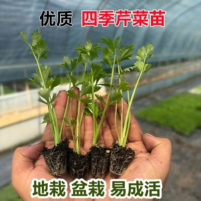 四季通用小香芹苗西芹幼苗