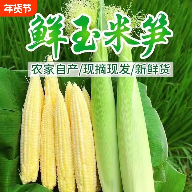 新鲜玉米笋广西现摘玉米笋新鲜玉米水果玉米笋玉米芯沙拉蔬菜食材