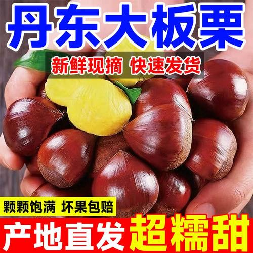 2025新鲜丹东生板栗当季板栗生新鲜栗子新下树5嫩油野栗大板栗仁