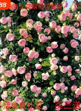 蔷薇花苗藤本月季爬藤绿植物四季开花卉阳台玫瑰盆栽小苗室内庭院