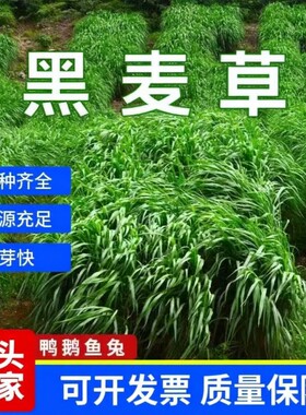 熠彤种子一年多次收割收获