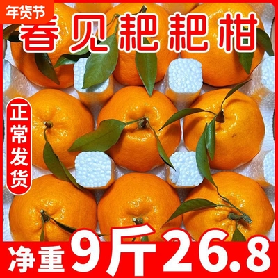 四川正宗应季春见耙耙柑大果9斤