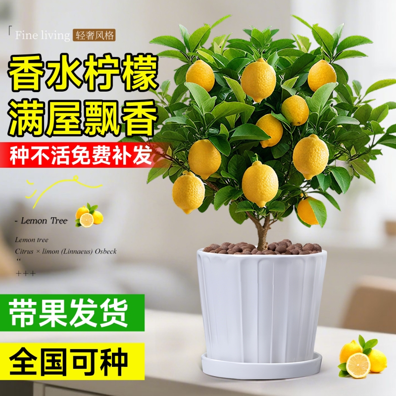 香水柠檬树盆栽带果老桩苗客厅阳台花卉绿植物室内四季好养可食用