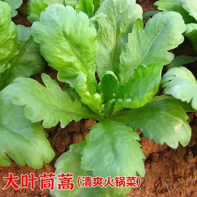 小青菜香茼蒿种籽四季菜籽青菜种蔬菜春季秋冬菜种籽种子中叶麦菜