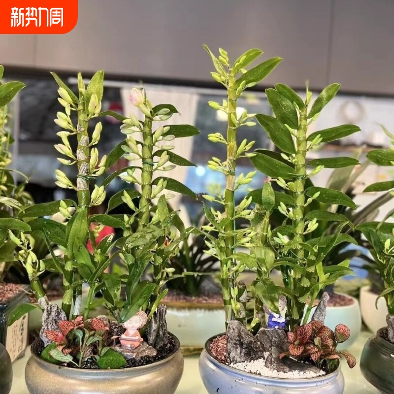 带花苞发货 口袋情人新品春石斛花期长开花不断 多次开花