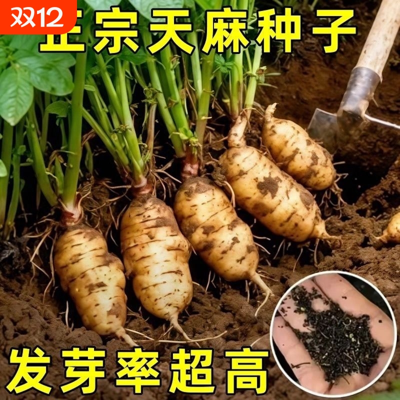 网红-热销种!高发芽率云南天麻种子秋冬种植高产四季蔬菜种子-QqF