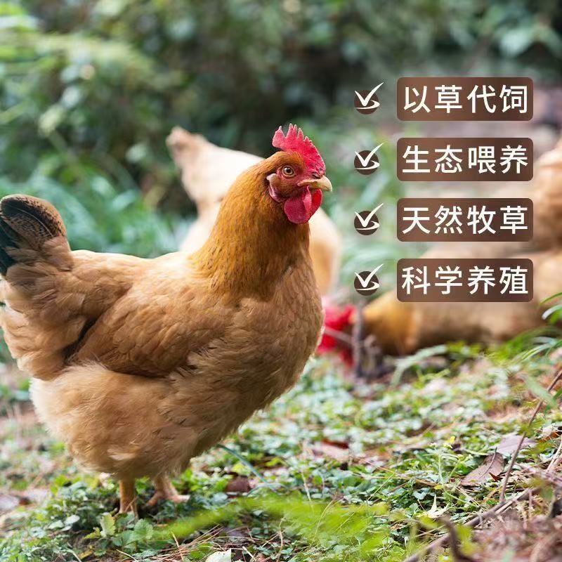 富硒生态蛋30枚营养谷物鲜鸡蛋可食用生鸡蛋礼盒