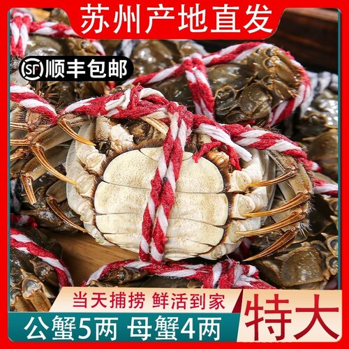苏州鲜活六月黄大闸蟹足斤足两顺丰空运礼盒装水产螃蟹