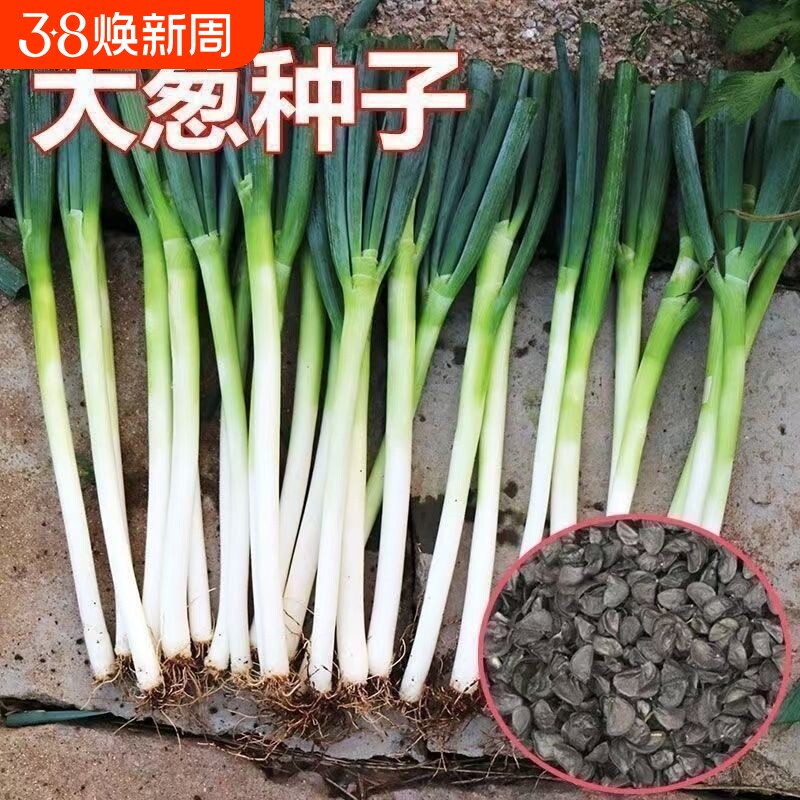 章丘铁杆大葱种子耐寒耐旱高产东北大葱种籽四季春秋播种山东大葱