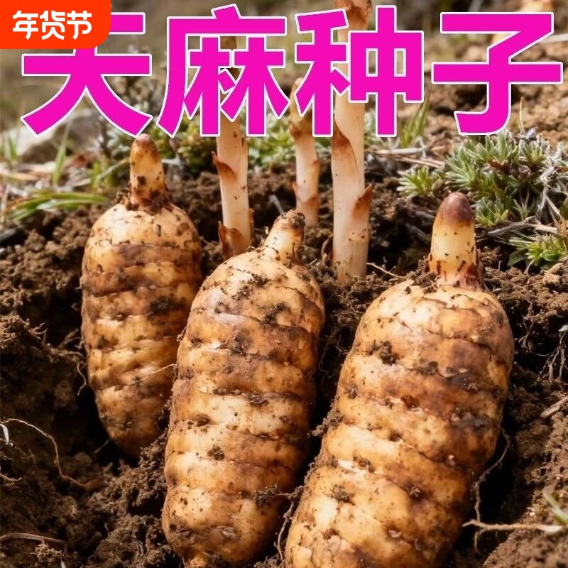 天麻种子好种植秋冬种植高产蔬菜种子高发芽率种植-WZN