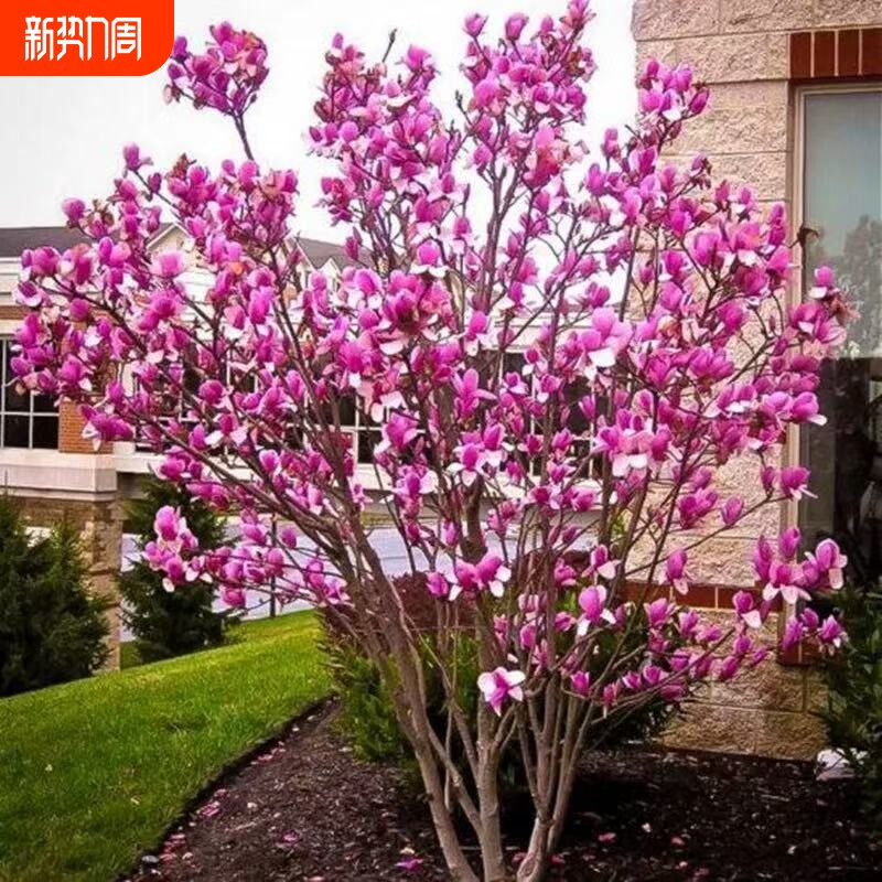 玉兰花树苗带花苞室外庭院耐寒植物红紫黄白玉兰阳台盆栽四季种植