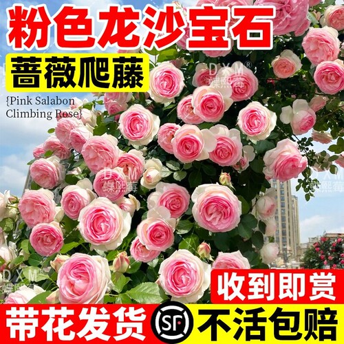 龙沙宝石月季花苗盆栽大花蔷薇四季开花大苗好养爬藤月季爬墙植物
