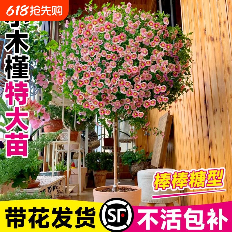 ��������������Ʒ����ľ�Ȼ�230#�裨1�裩������⣡ ���� Сľ�Ȱ������������ذ�