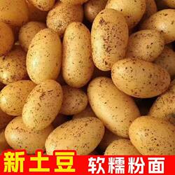 黄心土豆新鲜洋芋贵州特产威宁米拉高山老品种黄皮马铃薯十斤