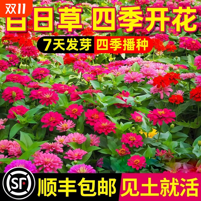 重瓣百日草花种子波斯菊野花组合七彩花籽四季开花阳台庭院花种籽